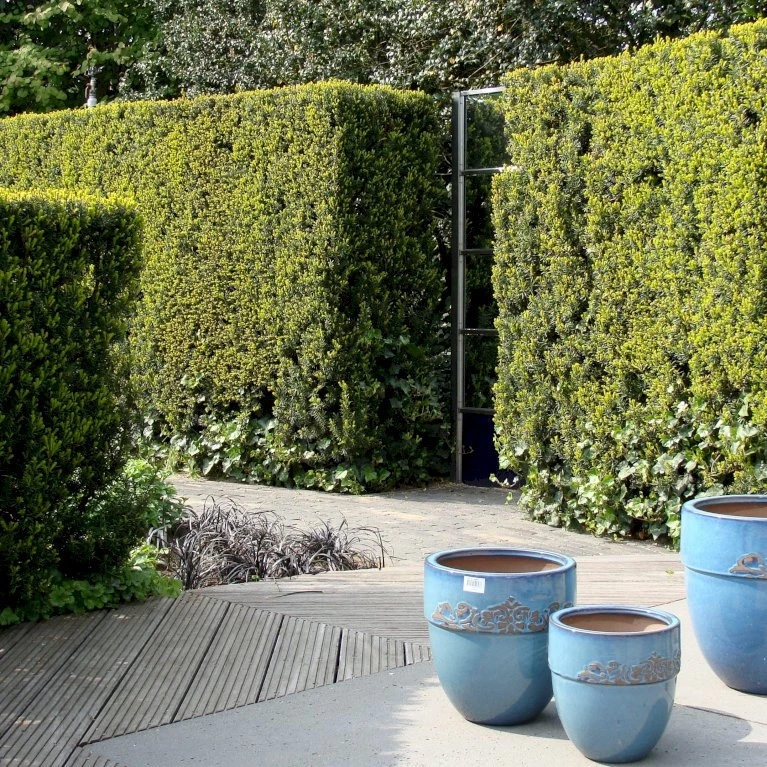 Taks 'Hillii' Taxus Media 'Hillii' Med Klump,- 100-120 Cm. 2 Taks 'Hillii' Taxus Media 'Hillii' Med Klump,- 100-120 Cm. - Billede 2