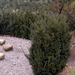 Taks 'Hillii' Taxus Media 'Hillii' Med Klump,- 100-120 Cm. 8 Taks 'Hillii' Taxus Media 'Hillii' Med Klump,- 100-120 Cm. -Osmo Salgsbutik p4819 52851 taxus media hillii 9c69
