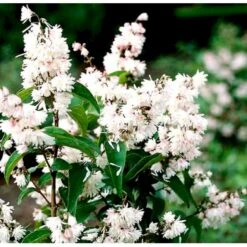Stor Stjernetop 'Plena' Deutzia Scabra 'Plena' Potte 6,5 Liter 60-80 Cm. -Osmo Salgsbutik p4823 37524 deutzia scabra plena ff60