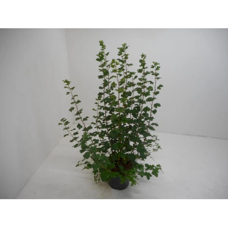 Blodribs 'King Edward VII' Ribes Sanguineum 'King Edward Vii' Potte 12 Liter,- 100-125 Cm. 1 Blodribs 'King Edward VII' Ribes Sanguineum 'King Edward Vii' Potte 12 Liter,- 100-125 Cm.