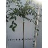 Cotoneaster Cotoneaster Lacteus Opstammet 120 Cm. 7,5 Liter Potte