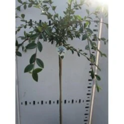 Cotoneaster Cotoneaster Lacteus Opstammet 120 Cm. 7,5 Liter Potte