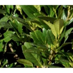 Mini Kirsebærlaurbær Prunus Laurocerasus 'Gajo' Med Klump,- 30-40 Cm.