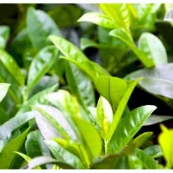 Mini Kirsebærlaurbær Prunus Laurocerasus 'Gajo' Med Klump,- 30-40 Cm. -Osmo Salgsbutik p4904 42394 prunus laurocerasus gajo b89c