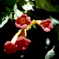 Almindelig Trompetblomst Campsis Radicans Potte 2,0 Liter,- Opbundet 60-100 Cm -Osmo Salgsbutik p490 48524 campsis radicans 4ca0