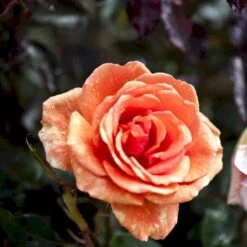 'Ashram'® Rosa X 'Ashram'® (Storblomstrende) A-Kvalitet,- Barrods Roser Min. 3 Grene 8 'Ashram'® Rosa X 'Ashram'® (Storblomstrende) A-Kvalitet,- Barrods Roser Min. 3 Grene -Osmo Salgsbutik p4922 51204 rosa x ashram storblomstrende 89d4