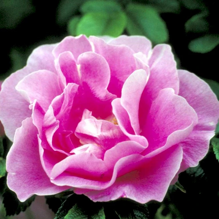 Rynket Rose 'Jens Munk' Rosa Rugosa 'Jens Munk' A-Kvalitet,- Barrods Roser Min. 3 Grene 3 Rynket Rose 'Jens Munk' Rosa Rugosa 'Jens Munk' A-Kvalitet,- Barrods Roser Min. 3 Grene - Billede 3