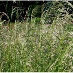 Mosebunke 'Goldtau' Deschampsia Cespitosa 'Goldtau' 1 Liter Potte