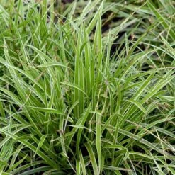 Star 'Ice Dance' Carex Morrowii 'Ice Dance' 1 Liter Potte -Osmo Salgsbutik p4966 50897 carex morrowii ice dance c583