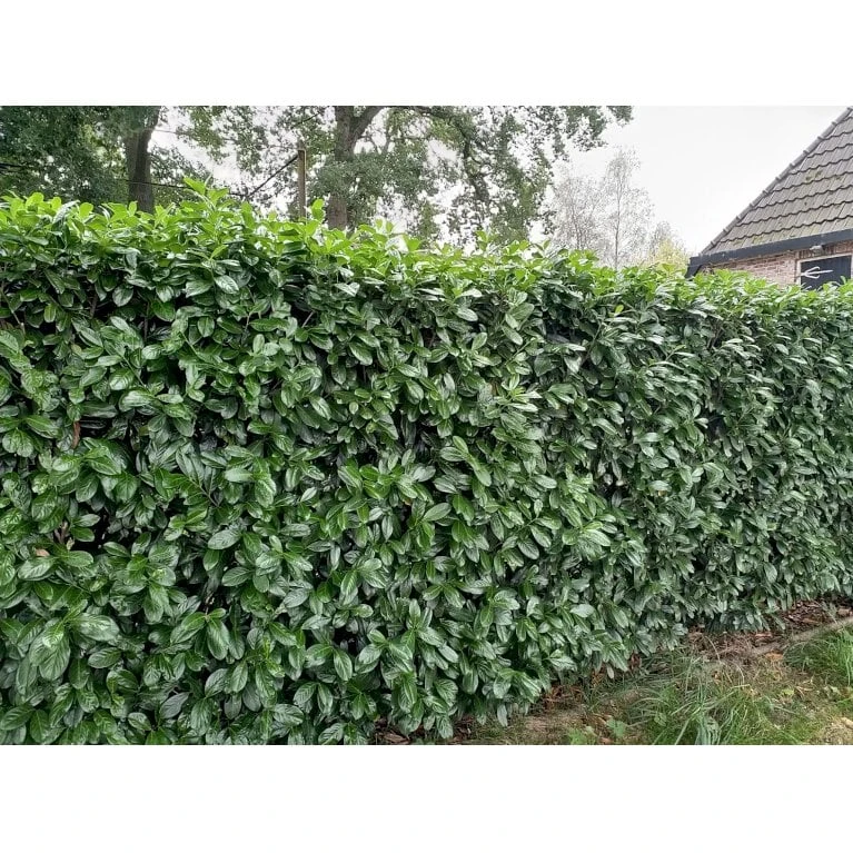 Kirsebærlaurbær 'Novita' Prunus Laurocerasus 'Novita' Med Klump,- 125-150 Cm. 2 Kirsebærlaurbær 'Novita' Prunus Laurocerasus 'Novita' Med Klump,- 125-150 Cm. - Billede 2