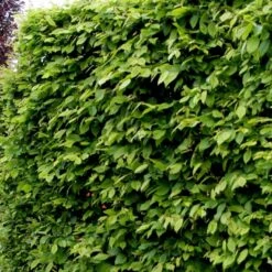 Fremhævede Produkter -Osmo Salgsbutik p500 54056 carpinus betulus 28d9