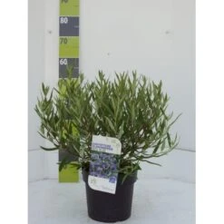 Blåskæg 'Kew Blue' Caryopteris Clandonensis 'Kew Blue' Potte 4,0 Liter,- 30-40 Cm.