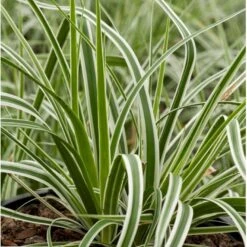 Star 'Everest' Carex Oshimensis 'Everest' 1 Liter Potte -Osmo Salgsbutik p5106 36134 carex oshimensis everest c6fe