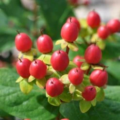 Perikon 'Miracle Attraction' Hypericum Inodorum 'Miracle Attraction' 3,5 Liter Potte -Osmo Salgsbutik p5123 47369 hypericum inodorum miracle attraction 92c4