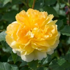 'Molineux' Rosa X 'Molineux' (Engelsk Rose) A-Kvalitet,- Barrods Roser Min. 3 Grene