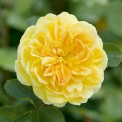 'Molineux' Rosa X 'Molineux' (Engelsk Rose) A-Kvalitet,- Barrods Roser Min. 3 Grene -Osmo Salgsbutik p5134 53066 rosa x molineux engelsk rose 6fde