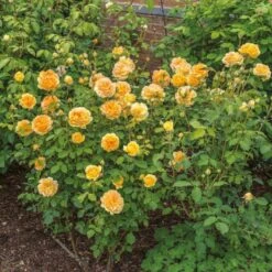 'Molineux' Rosa X 'Molineux' (Engelsk Rose) A-Kvalitet,- Barrods Roser Min. 3 Grene -Osmo Salgsbutik p5134 53067 rosa x molineux engelsk rose d39e