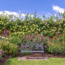 'The Pilgrim' Rosa X 'The Pilgrim' (Engelsk Rose) A-Kvalitet,- Barrods Roser Min. 3 Grene -Osmo Salgsbutik p5135 53197 rosa x the pilgrim engelsk rose 0445