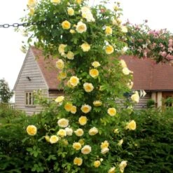 'The Pilgrim' Rosa X 'The Pilgrim' (Engelsk Rose) A-Kvalitet,- Barrods Roser Min. 3 Grene -Osmo Salgsbutik p5135 53198 rosa x the pilgrim engelsk rose ea44