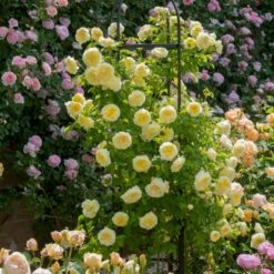 'The Pilgrim' Rosa X 'The Pilgrim' (Engelsk Rose) A-Kvalitet,- Barrods Roser Min. 3 Grene -Osmo Salgsbutik p5135 53200 rosa x the pilgrim engelsk rose d903