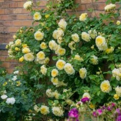 'The Pilgrim' Rosa X 'The Pilgrim' (Engelsk Rose) A-Kvalitet,- Barrods Roser Min. 3 Grene -Osmo Salgsbutik p5135 53201 rosa x the pilgrim engelsk rose be87