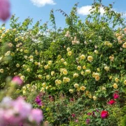 'The Pilgrim' Rosa X 'The Pilgrim' (Engelsk Rose) A-Kvalitet,- Barrods Roser Min. 3 Grene -Osmo Salgsbutik p5135 53205 rosa x the pilgrim engelsk rose e7d7