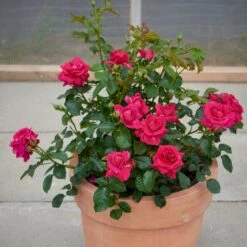 'Avila'™ Rosa X 'Avila'™ (Slotsrose) A-Kvalitet,- Barrods Roser Min. 3 Grene -Osmo Salgsbutik p5158 51882 rosa x avila slotsrose 515d