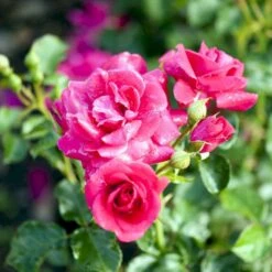 'Avila'™ Rosa X 'Avila'™ (Slotsrose) A-Kvalitet,- Barrods Roser Min. 3 Grene -Osmo Salgsbutik p5158 51883 rosa x avila slotsrose 7bb1