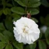 Rynket Rose 'Louise Bugnet' Rosa Rugosa 'Louise Bugnet' A-Kvalitet,- Barrods Roser Min. 3 Grene