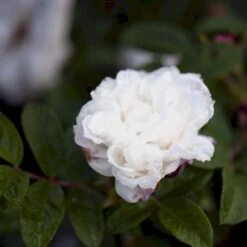 Rynket Rose 'Louise Bugnet' Rosa Rugosa 'Louise Bugnet' A-Kvalitet,- Barrods Roser Min. 3 Grene -Osmo Salgsbutik p5234 52276 rosa rugosa louise bugnet 514f