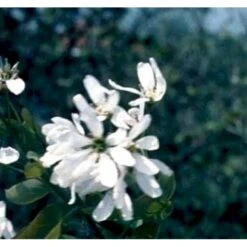 Rundbladet Bærmispel Amelanchier Rotundifolia Potte 7,5 Liter 125-150 Cm. 5 Rundbladet Bærmispel Amelanchier Rotundifolia Potte 7,5 Liter 125-150 Cm. -Osmo Salgsbutik p5246 41336 amelanchier rotundifolia 74f6