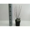 Knopbusk Cephalanthus Occidentalis Potte 2,0 Liter,- 30-40 Cm.