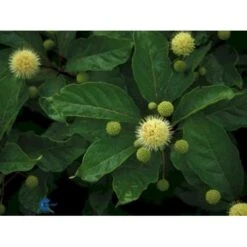 Knopbusk Cephalanthus Occidentalis Potte 2,0 Liter,- 30-40 Cm. -Osmo Salgsbutik p525 432 cephalanthus occidentalis 9f0e