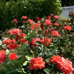 'Prinsesse Marie' Rosa X 'Prinsesse Marie' (Storblomstrende) A-Kvalitet,- Barrods Roser Min. 3 Grene -Osmo Salgsbutik p5265 51363 rosa x prinsesse marie storblomstrende 237e