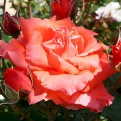 'Prinsesse Marie' Rosa X 'Prinsesse Marie' (Storblomstrende) A-Kvalitet,- Barrods Roser Min. 3 Grene -Osmo Salgsbutik p5265 51364 rosa x prinsesse marie storblomstrende e0ff