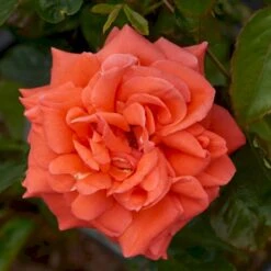'Prinsesse Marie' Rosa X 'Prinsesse Marie' (Storblomstrende) A-Kvalitet,- Barrods Roser Min. 3 Grene -Osmo Salgsbutik p5265 51366 rosa x prinsesse marie storblomstrende 9cc1