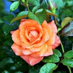 'Prinsesse Marie' Rosa X 'Prinsesse Marie' (Storblomstrende) A-Kvalitet,- Barrods Roser Min. 3 Grene -Osmo Salgsbutik p5265 51367 rosa x prinsesse marie storblomstrende 78c6