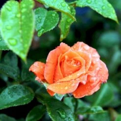 'Prinsesse Marie' Rosa X 'Prinsesse Marie' (Storblomstrende) A-Kvalitet,- Barrods Roser Min. 3 Grene -Osmo Salgsbutik p5265 51368 rosa x prinsesse marie storblomstrende 297d
