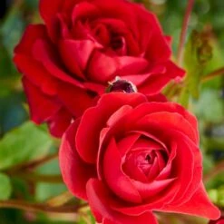 'Look Good Feel Better'™ Rosa X 'Look Good Feel Better'™ (Slotsrose) A-Kvalitet,- Barrods Roser Min. 3 Grene -Osmo Salgsbutik p5266 51827 rosa x look good feel better slotsrose 45b4