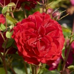 'Look Good Feel Better'™ Rosa X 'Look Good Feel Better'™ (Slotsrose) A-Kvalitet,- Barrods Roser Min. 3 Grene -Osmo Salgsbutik p5266 51828 rosa x look good feel better slotsrose 617f