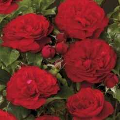 'Look Good Feel Better'™ Rosa X 'Look Good Feel Better'™ (Slotsrose) A-Kvalitet,- Barrods Roser Min. 3 Grene -Osmo Salgsbutik p5266 51829 rosa x look good feel better slotsrose 55cd