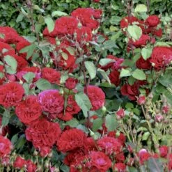 'Look Good Feel Better'™ Rosa X 'Look Good Feel Better'™ (Slotsrose) A-Kvalitet,- Barrods Roser Min. 3 Grene -Osmo Salgsbutik p5266 51830 rosa x look good feel better slotsrose 30e7