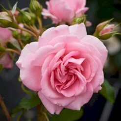 'Mamma Mia'™ Rosa X 'Mamma Mia'™ (Slyngrose) A-Kvalitet,- Barrods Roser Min. 3 Grene -Osmo Salgsbutik p5268 52238 rosa x mamma mia slyngrose 8a72