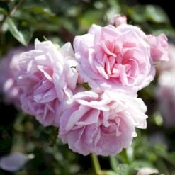 'Mamma Mia'™ Rosa X 'Mamma Mia'™ (Slyngrose) A-Kvalitet,- Barrods Roser Min. 3 Grene -Osmo Salgsbutik p5268 52239 rosa x mamma mia slyngrose d88a