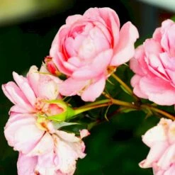 'Mamma Mia'™ Rosa X 'Mamma Mia'™ (Slyngrose) A-Kvalitet,- Barrods Roser Min. 3 Grene -Osmo Salgsbutik p5268 52240 rosa x mamma mia slyngrose ced3