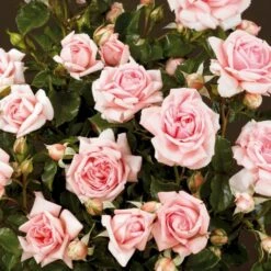 'Mamma Mia'™ Rosa X 'Mamma Mia'™ (Slyngrose) A-Kvalitet,- Barrods Roser Min. 3 Grene -Osmo Salgsbutik p5268 52241 rosa x mamma mia slyngrose fb1e