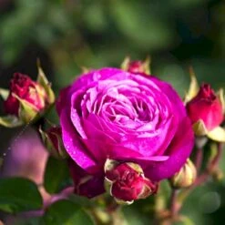 'Heidi Klum® Rose' Rosa X 'Heidi Klum® Rose' (Storblomstrende) A-Kvalitet,- Barrods Roser Min. 3 Grene -Osmo Salgsbutik p5269 51530 rosa x heidi klum rose storblomstrende aa07
