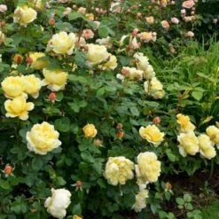 'Charles Darwin'™ Rosa X 'Charles Darwin'™ (Engelsk Rose) A-Kvalitet,- Barrods Roser Min. 3 Grene -Osmo Salgsbutik p5351 52956 rosa x charles darwin engelsk rose 1381