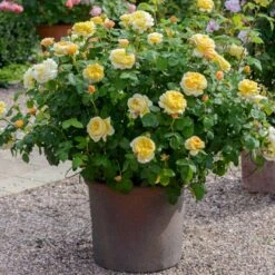 'Charles Darwin'™ Rosa X 'Charles Darwin'™ (Engelsk Rose) A-Kvalitet,- Barrods Roser Min. 3 Grene -Osmo Salgsbutik p5351 52957 rosa x charles darwin engelsk rose 37e3