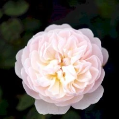 'Gentle Hermione' Rosa X 'Gentle Hermione' (Engelsk Rose) A-Kvalitet,- Barrods Roser Min. 3 Grene -Osmo Salgsbutik p5361 52995 rosa x gentle hermione engelsk rose dcd8